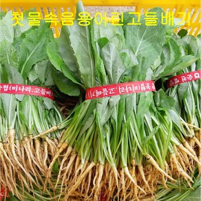 참농인고들빼기5단(속음용어린고들빼기 ), 1박스, 1.5kg