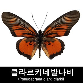 클라르키네발나비표본/Pseudacaea claki claki