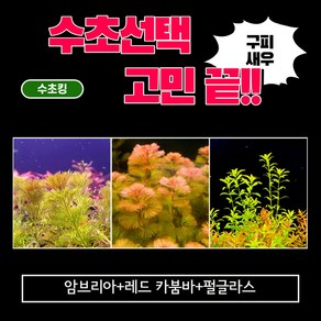 수초킹 쉬운수초 총 38촉 (암브리아5촉+레드카붐바3촉+펄글라스30촉), 암브리아5촉+레드카붐바3촉+펄글라스30촉, 1개