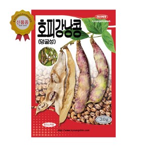 경신종묘 콩씨앗 호피강낭콩(덩굴성) 30g, 1개