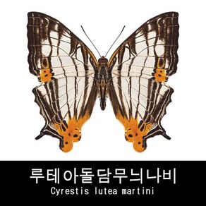 루테아돌담무늬나비표본 Cyestis lutea matini