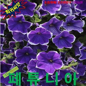 (희귀꽃씨) 페튜니아 피코티블루 15립, 1개