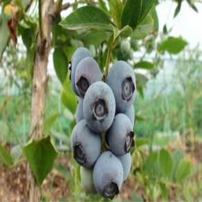 유실수/블루베리나무(레가시)삽목4년(결실주)/묘목/B1468, 1개