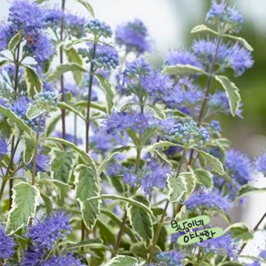 흰무늬층꽃 대품[1포트 복남이네야생화 모종 층꽃나무 caryopteris]화이트서프라이즈