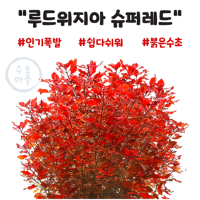 <수초마을> 강렬한 붉은수초 루드위지아 슈퍼레드 4줄기 초보수초 후경수초 구피 새우 은신처, 1개