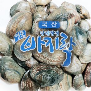 여수앤씨푸드 [생물] 여수 왕바지락, 1개, 여수 바지락1kg