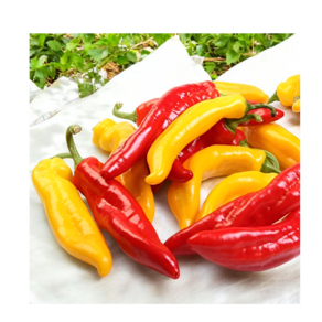 (산지직송)달콤 트리벨리 파프리카 고당도 오아로 트리밸리, 1박스, 1.2kg