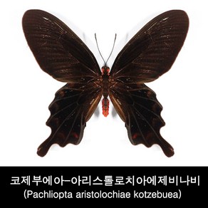 코제부에아-아리스톨로치아에제비나비표본 80mm+-