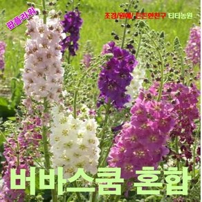 팝플라워 버바스쿰-혼합 씨앗 25립, 1개