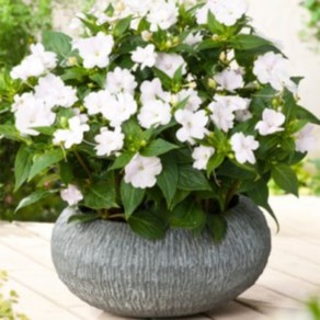 [꽃모종]산파첸스 : 8cm분, 비고로스 화이트, 1개