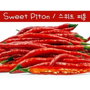 Sweet Piton / 스위트 피통 페퍼 희귀 고추 매운고추 특수작물, 1개