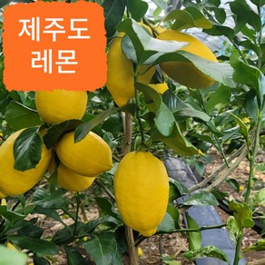 제주 레몬 산지직송 국내산 제라몬레몬, 1박스, 3kg