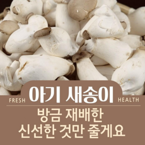 미니 새송이 꼬마 아기 새송이 2kg, 1개