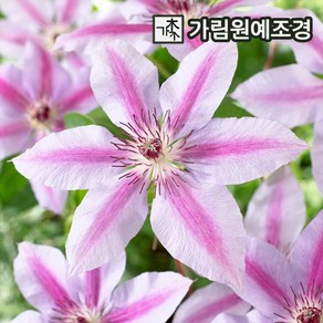 크레마티스 클레마티스 2024년 신품종 큰꽃으아리 정원수 가림원예조경, 1개