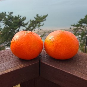 달콤한 홍매향 홍미향 썬레드 미하향 동백향 제주도 귤 루비향, 1박스, 500g 소과(4-5과)