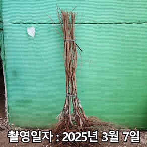 착한가격 나무생각 / 앵두나무(조선앵두) / 접목1년 / 1등묘, 1개, 조선앵두