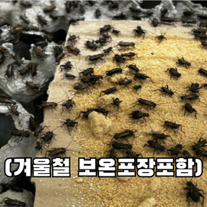 [청년밀웜] 극소귀뚜라미 파충류 양서류 먹이 쌍별귀뚜라미 극소 25 50 100 200, 200개, 1g