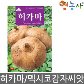 영농사 히카마 씨앗 50립 멕시코 감자 얌빈 종자, 히카마씨앗, 1개