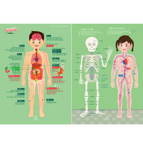 [디자인완두] A2 size 인체2종(2장)