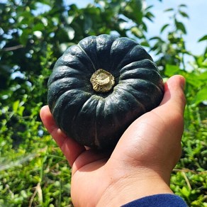 [국내산] 미니 밤호박 보우짱 3kg(6-14수) 특품, 1개
