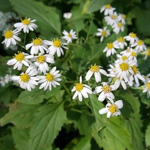 부지깽이 삽수 10포기 (산나물 임산물용 재래종)