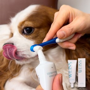 강아지 고양이 치약 덴탈 케어 젤타입 바르는 PDRN 치주염 연고 아이오콤마 프레쉬 바이스