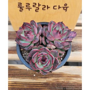 [룰루랄라다육][랜덤]다육식물 멜리오다스, 1개