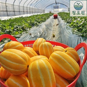 [청조원] 고당도 달달한 성주참외 산지직송 제철과일 꿀참외 대과 소과, 1박스, 소과 5kg (25~35개입)