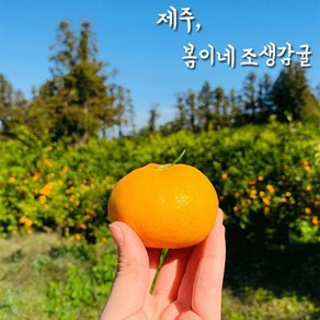 봄이네농장 제주 고당도 노지조생 감귤 3KG 5KG 10KG, 1박스, 18브릭스 명품 제주 비가림 감귤 5KG [로얄혼합과]