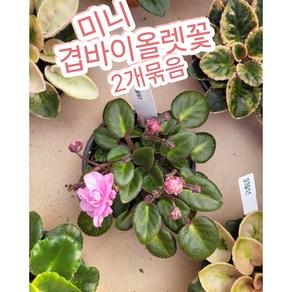 겹바이올렛꽃 미니 2개묶음/꽃을 오래 볼 수 있어 더 맘에 드는 바이올렛