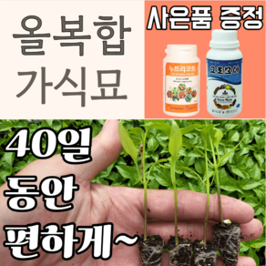 올복합 고추 씨앗 1200립 고추종자 가식묘 품종 하나종묘 다나 씨드 고추모종, 1번. 올복합 고추씨앗 1200립 (씨앗만), 1개