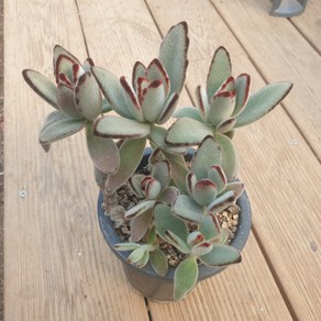 [수암다육] 월토이 랜덤발송 Kalanchoe tomentosa 다육 다육이 다육식물 국민다육 다육이키우기 선인장 미니선인장