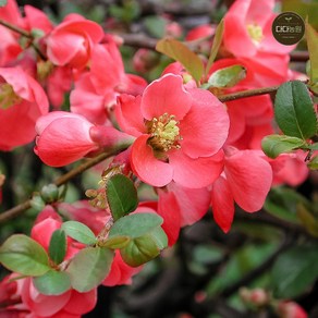 명자나무(산당화) 키80cm 분털이 나무 묘목 5개