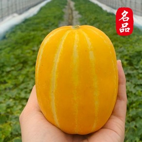 [물가안정] 알뜰살뜰 고당도 성주 참외, 1박스, 1kg (3-7과 내외)