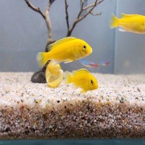 국민 시클리드 세트 3cm ~ 5cm [10마리], 1개, 1L