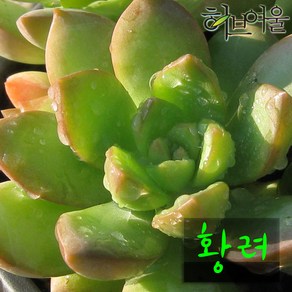 [허브여울다육] 황려(황후/명월) 지름 9cm 소품 다육화분, 1개