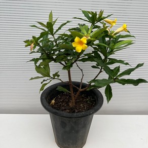 [다은꽃농원]희망을 주는 꽃 알라만다 대품 황금 트럼펫 키우기쉬운 실내공기정화식물 인테리어, 1개