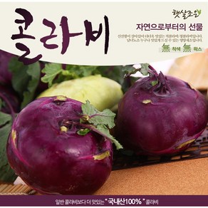 제주 햇 콜라비