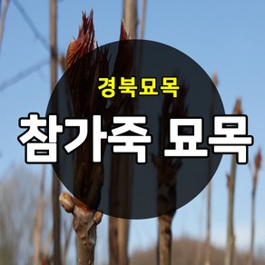 [경북농원] 참가죽나무묘목 1년생 (약용수), 1개