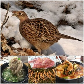 태백산 꿩고기 암꿩 까투리 숫꿩 장끼 보양식 약선요리