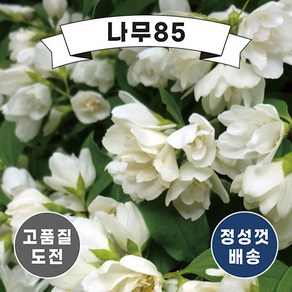 (나무85) 고광나무 겹고광(스노우벨) 9cm포트(P9), 1개