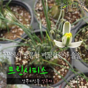 [허브여울다육] 프린시피스 (알부카/ 꽃에서 바닐라향 구근식물) 지름 9cm 소품화분, 1개