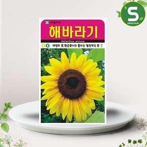 솔림텃밭몰 해바라기씨앗 50립 꽃씨앗 해바라기 꽃씨