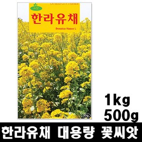 한라유채 씨앗 500g 1kg 대용량 유채꽃 씨앗, 1개