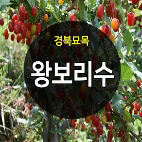 [경북농원] 왕보리수묘목.보리수나무묘목 특묘 판매중, 왕보리수 접목 2년생, 1개, 상묘