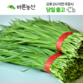 < 바른농산 > 당일수확 국내산 부추 묶음 (1단 500g~600g), 3개, 500g