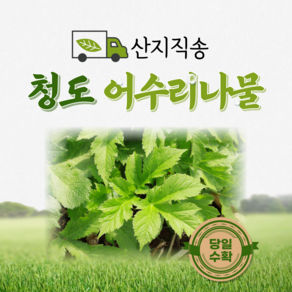 [산지직송] 어수리나물 500g 1kg 산나물 어수리, 2kg, 1개