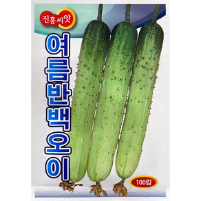 여름반백 오이씨앗 100립