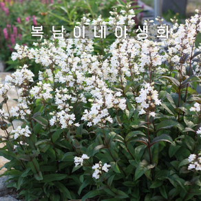 흰꽃 자엽펜스테몬 [4포트 복남이네야생화 모종 허스커 레드 펜스테몬 penstemon]