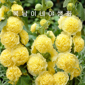 내년개화 겹접시꽃 골든옐로우 [4개 복남이네야생화 모종 홀리훅 hollyhock], 4개